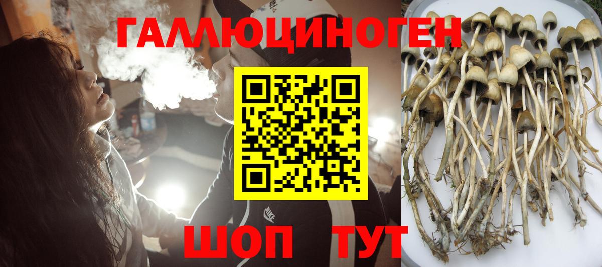 Псилоцибиновые грибы Cubensis Заволжье